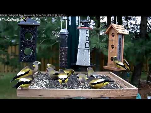 Evening Grosbeaks Take Over Ontario - Nov. 8, 2016