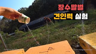 장수말벌 3마리 허리에 실묶어서 견인력 실험하기 Tie a giant hornets with a thread…