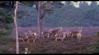 preview picture of video 'The Scottish Venison Story'