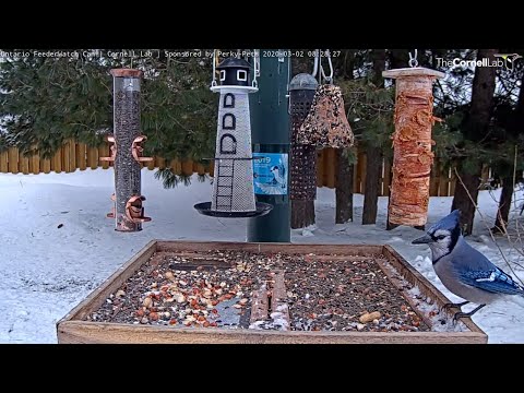 Blue Jays, Chickadees, and Grosbeaks Trade Time At Ontario Feeders – March 2, 2020