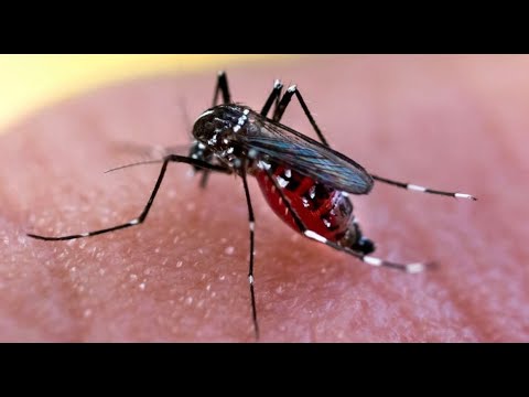 Son ocho los casos confirmados de dengue en la provincia