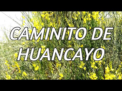 CAMINITO DE HUANCAYO - ESTUDIANTINA SAUÑE