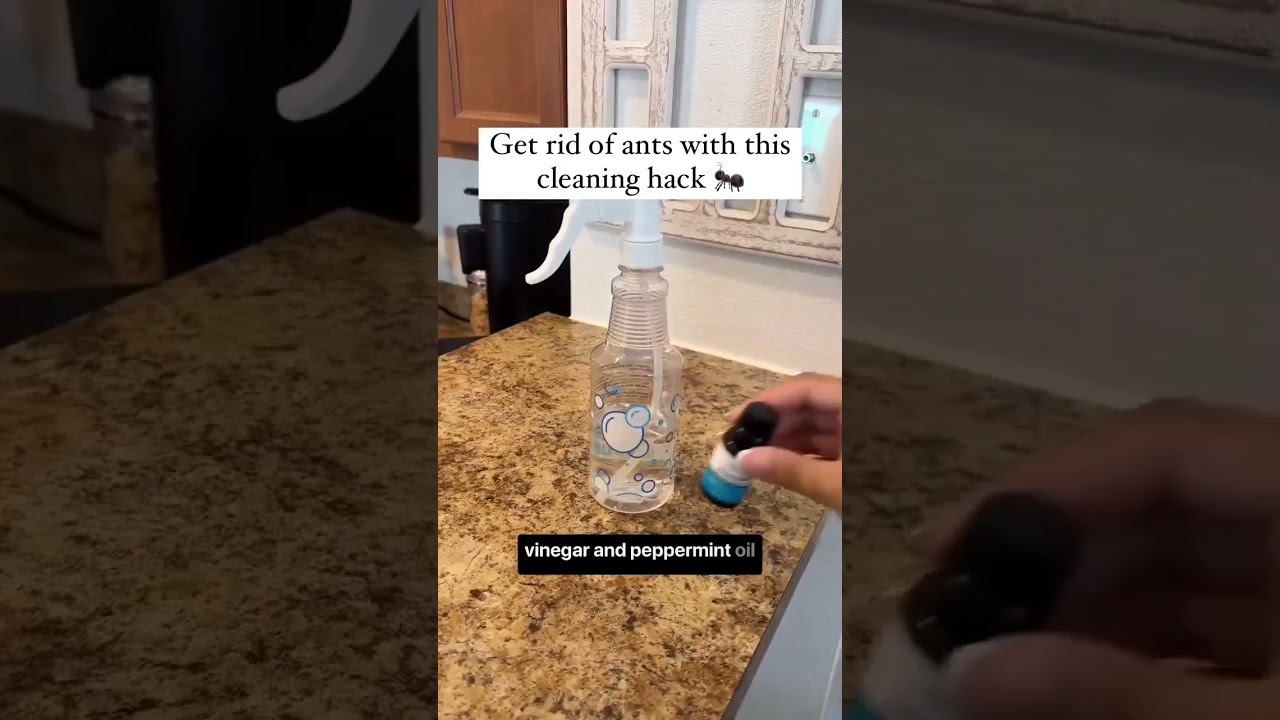 Keep Ants Away with This Simple Vinegar & Peppermint Hack! 🐜👋