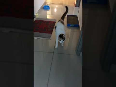 Zoomies Cat running around like Maniac! Cat Act Crazy 😜 #shorts #cat #viral