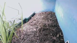 ダルマガエル観察ライブ20250926