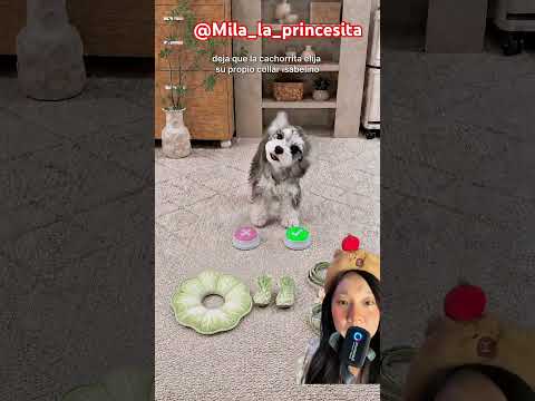 Guguk pilih kostum⁉️🥰😍@Mila_la_princesita