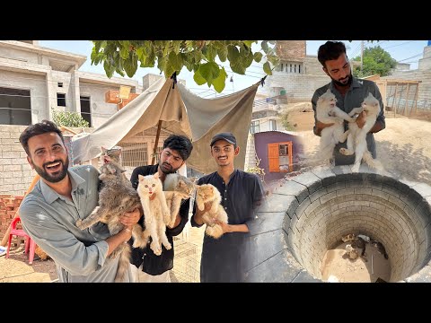 Hmaray Pas Bht Sari Cats Agai Hain😍Konwe Main sb Cats Ko Dal Diya❤️