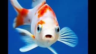 Real life Talking fish in an Aquarium 🐟🎣