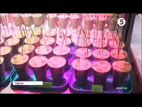 5 Канал репортаж