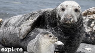 Grey Seals Pupping