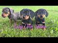 Miniature Dachshund dogs for sale: Stella - Video 1