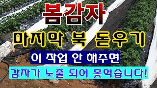 [텃밭농부 1,405]  봄감자 마지막 북 돋우기. 이 작업 안 하면 감자 노출. #감자재배