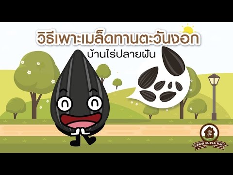 รากผักชีฝรั่งและความแข็งแรง เพื่อเพิ่มความแรง Sealeks