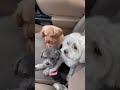David Friesen | Little doggies need to be groomed