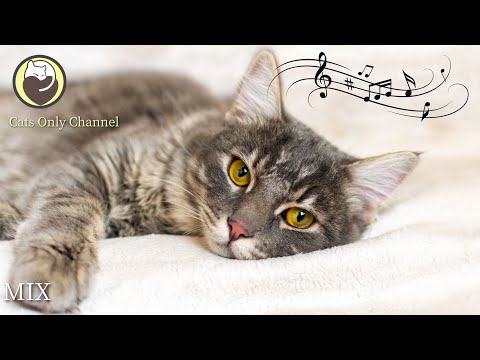 Music to Calm Cats - 10 Hours of Relaxing Background Music