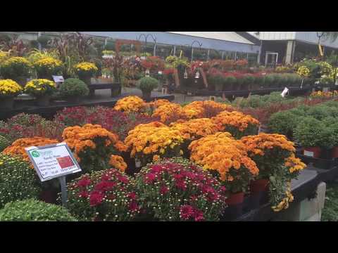 Nunan's Garden Center Fall Flowers