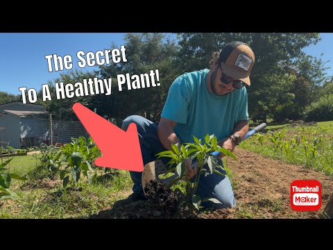The secret to a healthy garden! Maintenance and Tour Pt. 1  #gardencare #farming101