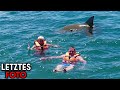 The 5 Dumbest Shark Attacks Ever Recorded