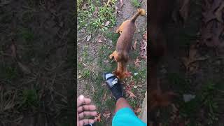 Mountain Feist Puppies Videos