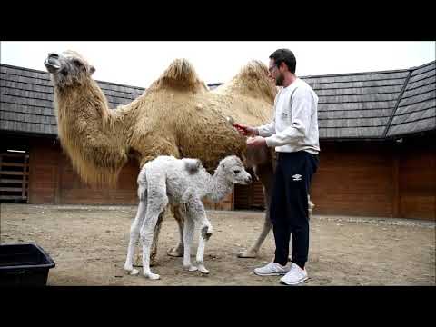 Đurđevačke deve dobile svoju prvu bebu, građani će odabrati ime