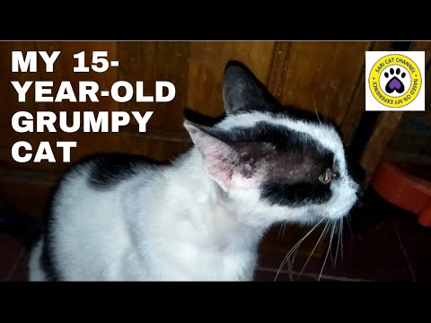 Grumpy Cat - My 15-year-old cat named Ully had a bad temper