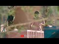 Kodiyile Malliga Poo Ft Ilaiyaraaja Kadhalum Kadanthu Pogum Cougane Cuts