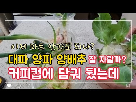 , title : '대파 키우기 무한리필/양배추랑 양파도 키워 보자 커피컵의 도전'