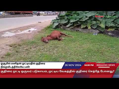 குதிரை ஒன்று, கால்நடை பண்ணை வளாகத்தில் இருந்து தப்பி வந்து