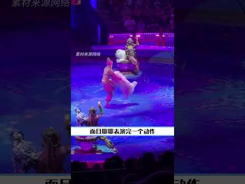 都给咱萨摩耶笑成贝利亚了 #萨摩耶 #马戏团 #俄罗斯 #万万没想到