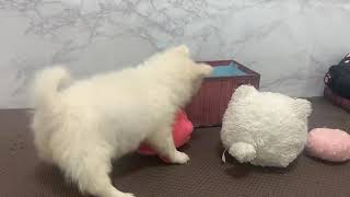 ハーフ犬の動画01