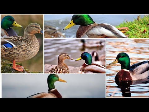 20 Most Beautiful Ducks in the World #nature #duck #animals #viral