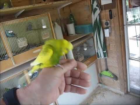 2017 08 12 Der Puscheltieger