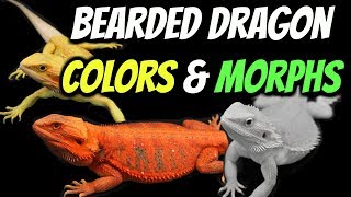 Types of Bearded Dragons - Colors & Morphs Explained