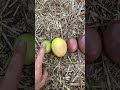 Drei Dinge Die Sie über Passionsfrucht Wissen Sollten