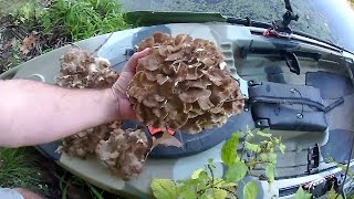 preview picture of video 'Hen of the Woods Mushrooms'