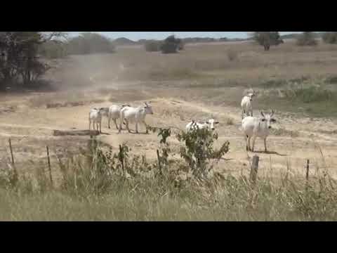 Jesús León criollo de pura cepa