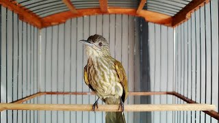 Download lagu MASTERAN BURUNG CUCAK RAWIS/BAYEMAN GACOR SUARA KERAS DAN JERNIH mp3