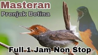 Download lagu Masteran Prenjak Betina[Full 1 Jam Non Stop]‼️@rmbfchannel mp3