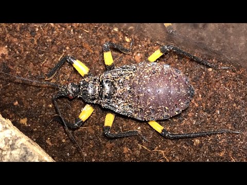 Zákernica bielobodková (Platymeris biguttatus) — terárium, kŕmenie a správanie