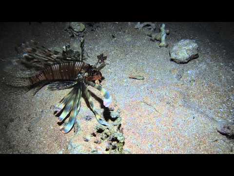 Lionfish feeding and Giant Moray Eel