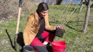 Plantera en buske eller blomma i trädgården -så här gör du