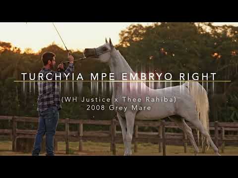 TURCHYIA MPE EMBRYO RIGHT - Brazilian Legends Arabian Auction 2024