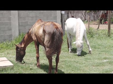 Canil Municipal doa cavalos e coelho