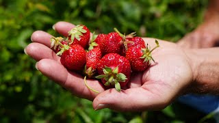 From Farm to You: Strawberries