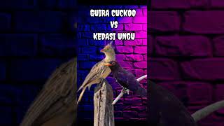 Download lagu Guira Cuckoo vs Kedasi ungu. #guira #cuckoosong #kedasih #ungu #masteranjernih mp3 Download lagu Guira Cuckoo vs Kedasi ungu. #guira #cuckoosong #kedasih #ungu #masteranjernih mp3
