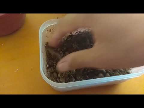 How to germinate cherry blossom/sakura seeds