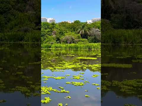 Están muy calmas las aguas en la laguna de La Lucila en el partido de #vicentelopez #shorts #bsas