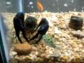 Scorpion VS Crayfish VS Puffer Fish 