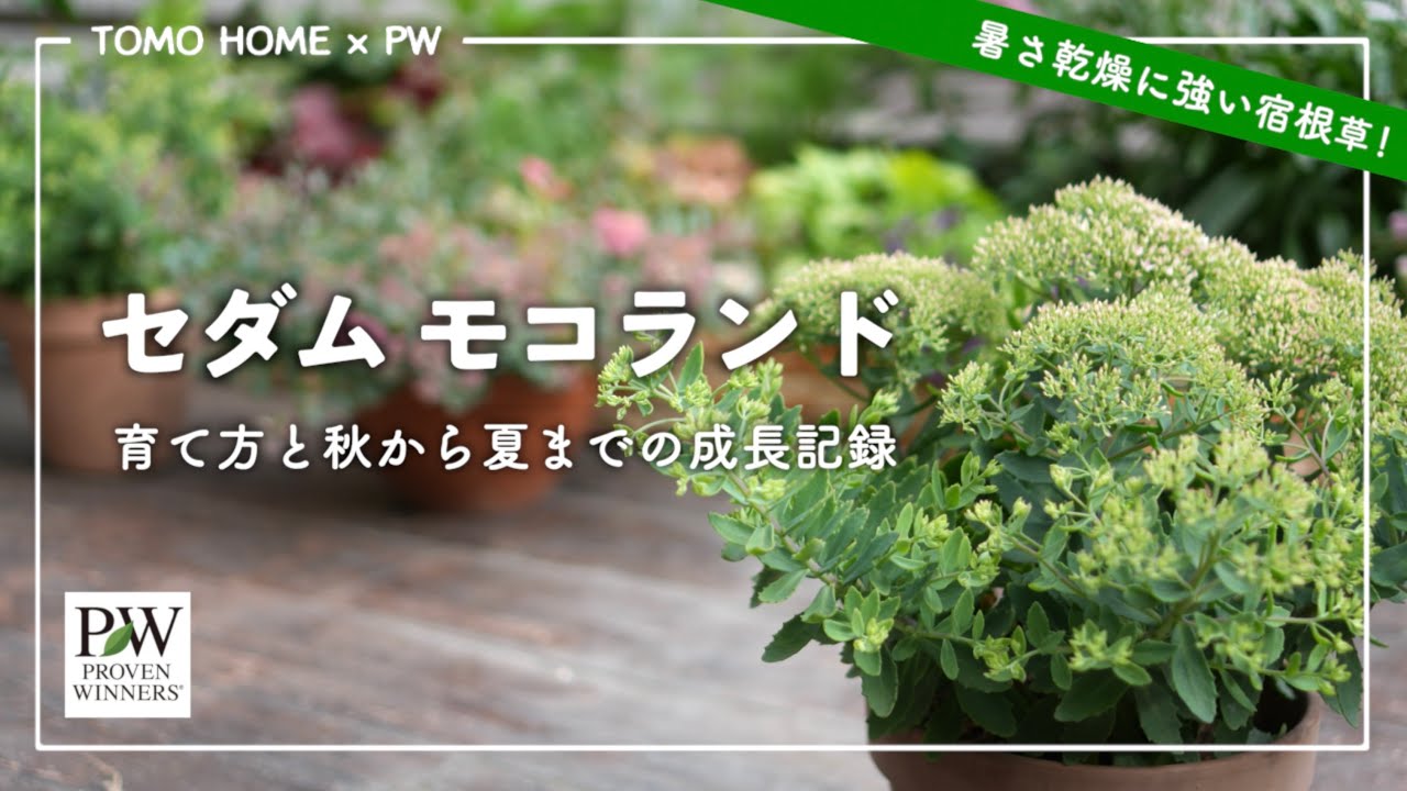PW セダムモコランド育て方 by ともHOMEさん