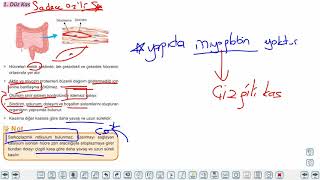 Eğitim Vadisi 11.Sınıf Biyoloji 7.Föy Kas Sistemi 1 Konu Anlatım Videoları
